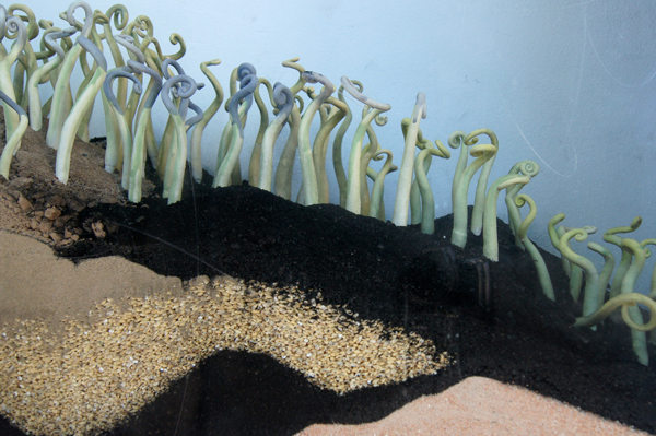 jane-gordon-replacement-system